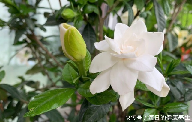 栀子花养得不开花学会“巧修剪”,越剪开的花越多,太美了!