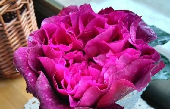 抗病性|养花试试这几款,花型精致花很频繁非常美丽