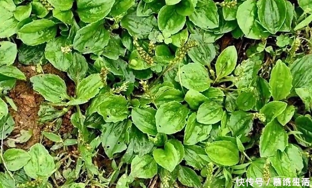 清热解毒|农村遍地都是的野草,小时候都叫不上名字,看看你认识哪几个