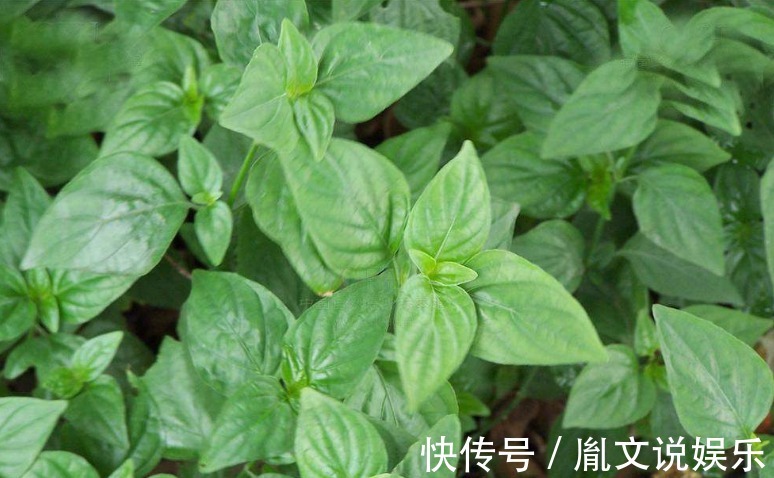 小董|立秋后不妨常食此野菜，每周两次，治感冒咳嗽，吃到就是捡到宝！