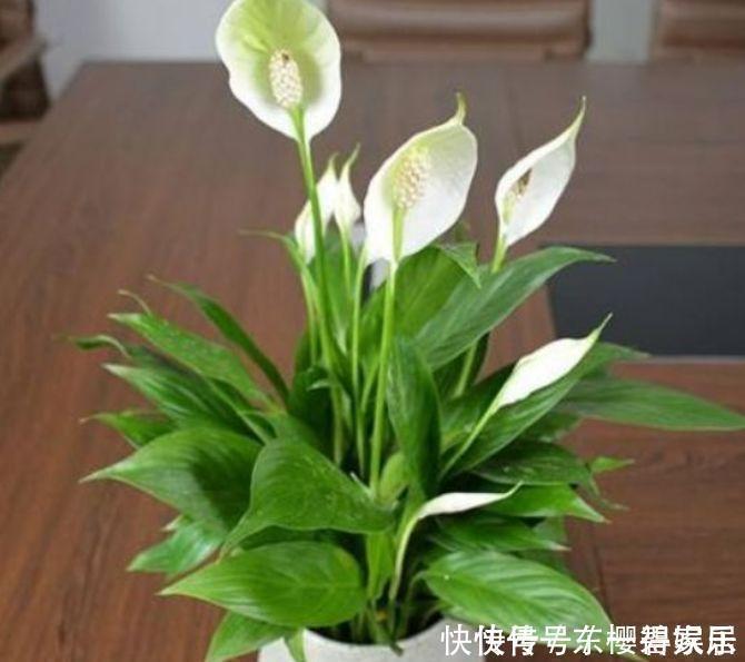 君子兰|养花就养4种花，家里养一盆，日子红火财运滚滚，好看极了