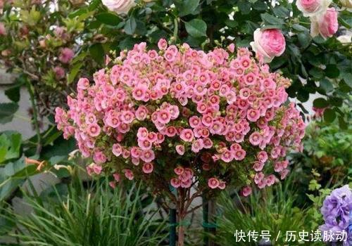 推荐10款小草花,专为阳台而生,花色艳丽,值得拥有!