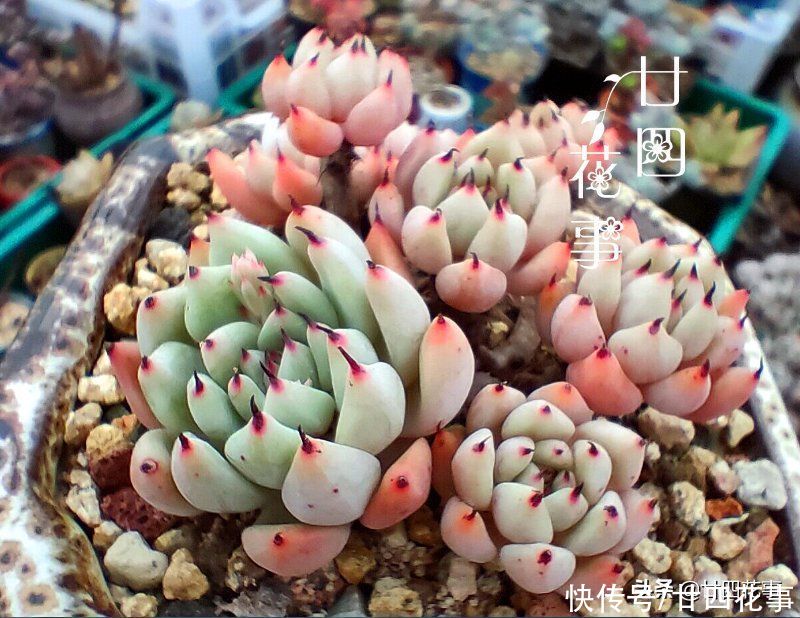 立春过后养多肉，注意5个方面，做好8个字，鲜肉肥美满阳台