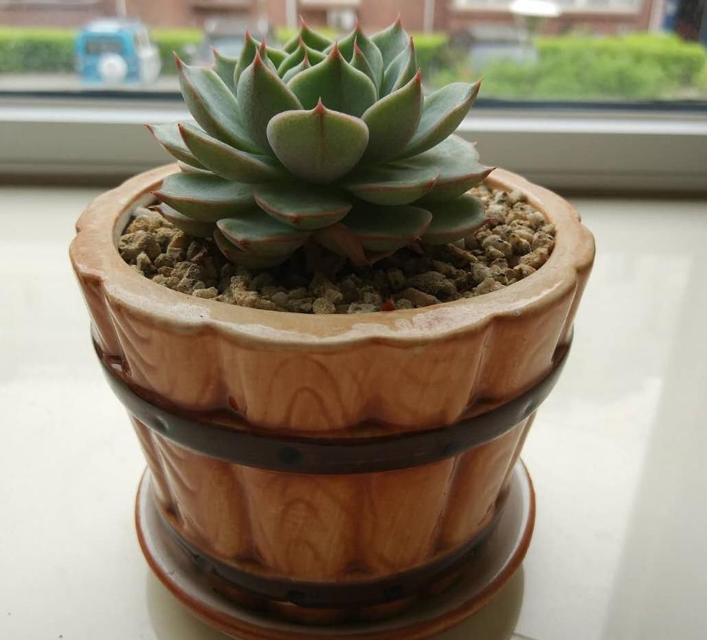 养殖多肉，怎么将绿叶将成粉的、红的？改变“光照”就够了