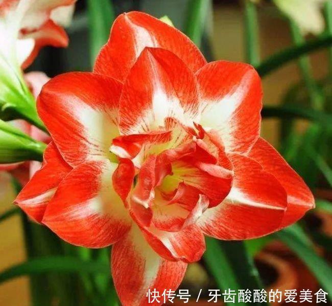 4种花养了就爆盆,好养易活开花漂亮,美轮美奂,你一定会喜欢