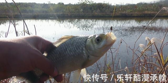 冬季钓鲫鱼,打窝后多久下杆最适合传统钓要注意时间