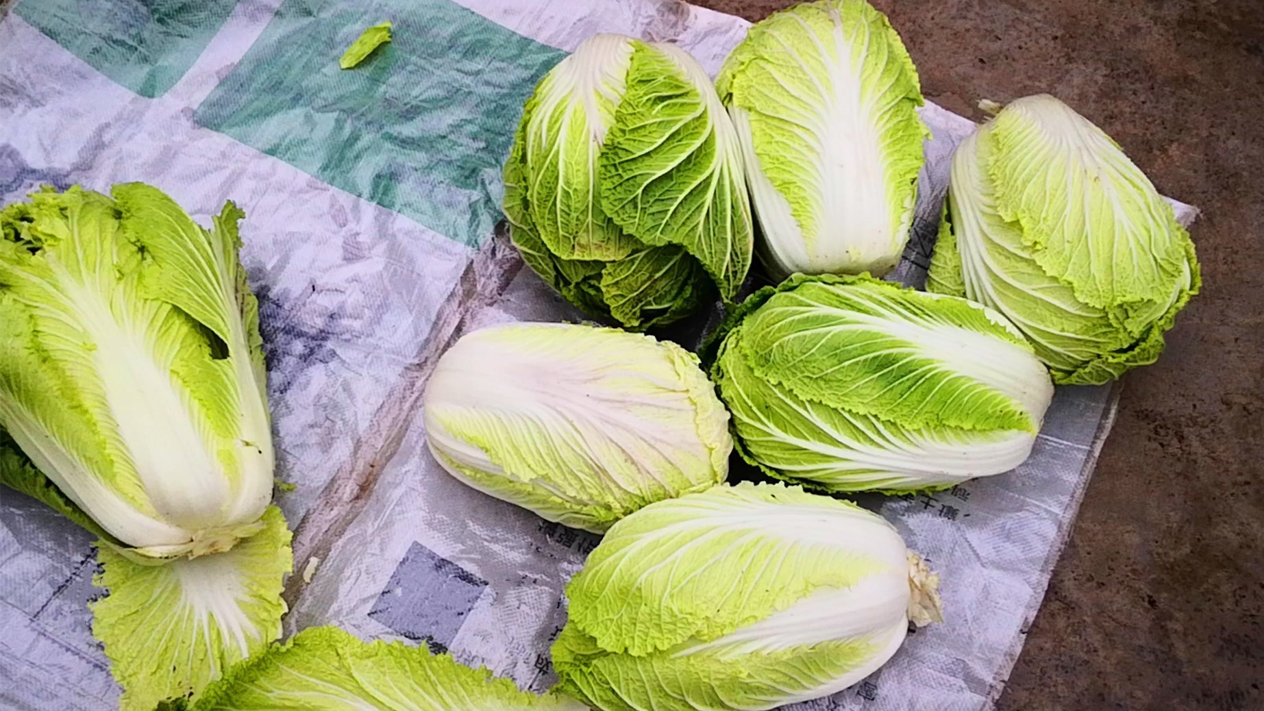 不管是保存萝卜还是白菜,学会此方法,放一冬天都新鲜,特方便