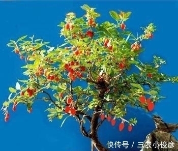 没钱买花,野外去挖,插个枝就活,一年变昂贵的盆景,挂满红果果