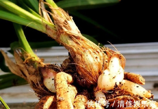 兰花烂根了怎么救花农教你几招,救活几盆烂根的兰花不成问题