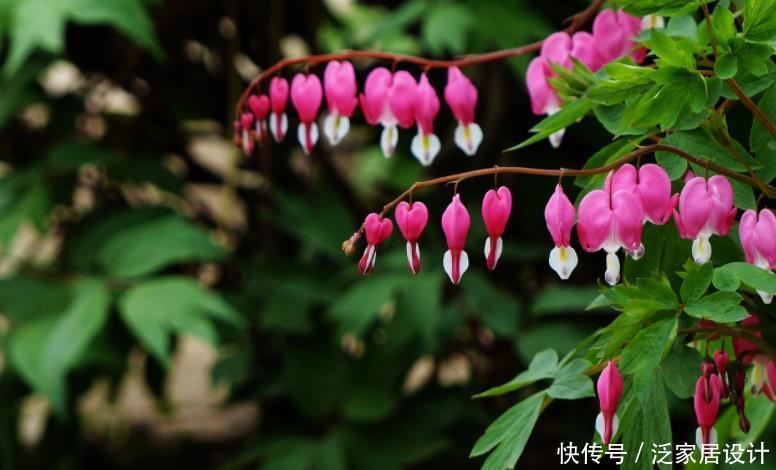  春季|一种不一样的牡丹花，盆栽皮实好养，年年春季挂满粉色“小荷包”