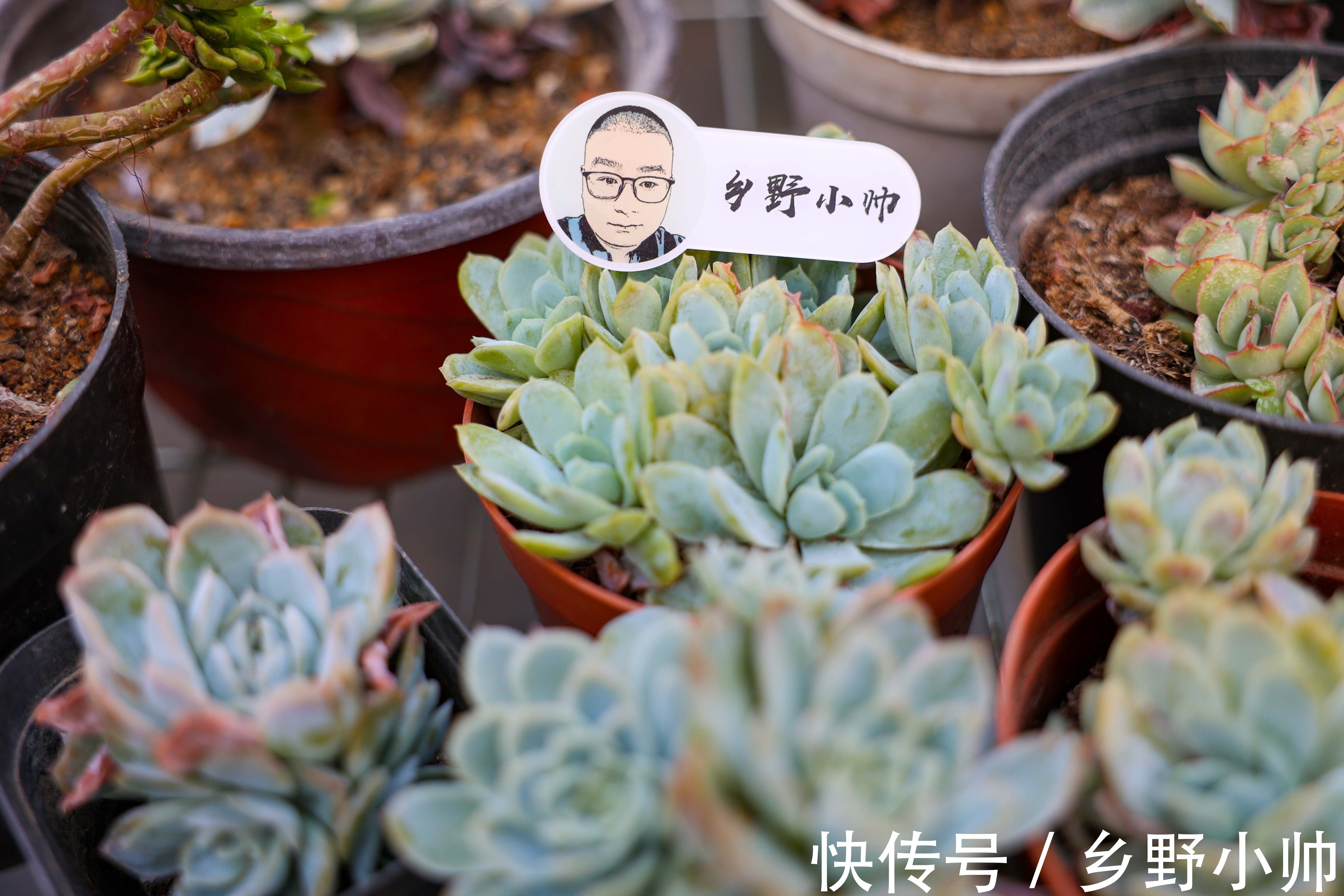 雪莲|雪莲、雪精灵、洛神,“三大神仙多肉”比美。你更喜欢哪一个?