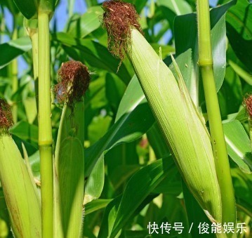 谷光甘肽氧化酶|玉米是营养粗粮,每天吃点好处多,可惜此类人不适合吃,了解吗