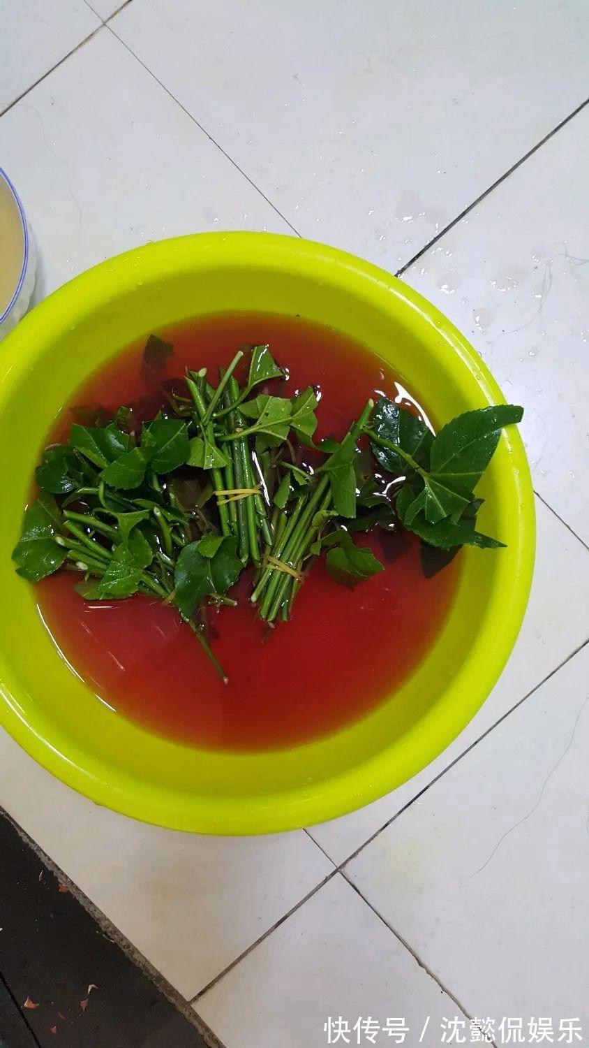 枝条|大粗杆插土里,7天生根,当年结果压弯枝,不用买水果了!