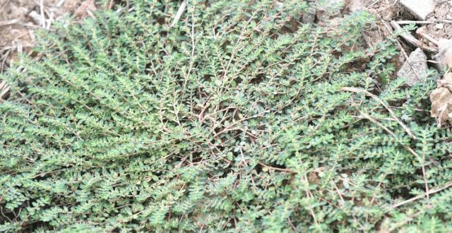 野草|人称“根王”，却常遭踩踏，或除掉，殊不知，价值非常珍贵