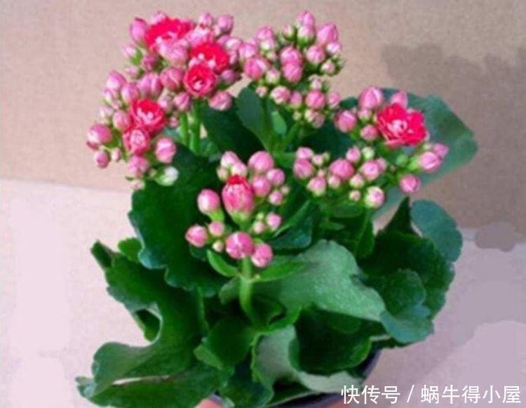 清明前后，不能错过的4种招财花，不用管理也能长得旺，开花不断