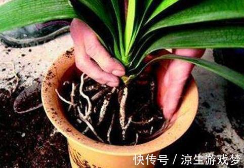 3种垃圾扔花盆，疏松透气，营养高，再也不用担心土壤板结了