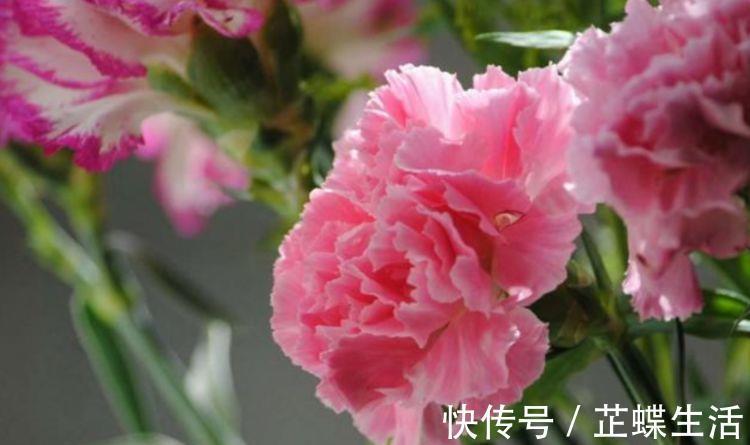 春花|花期超长的几款花卉，花大色艳，开起花来拦不住