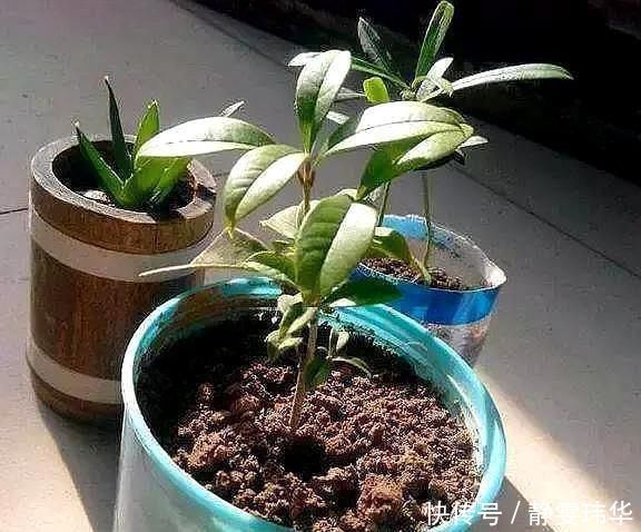 有5种万能“扦插水”,制作方便,不管什么插穗,只要一泡就生根