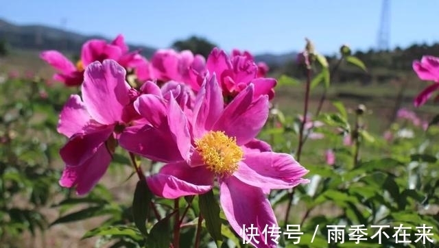 我们村|大窑村：百亩芍药铺就幸福乡村路