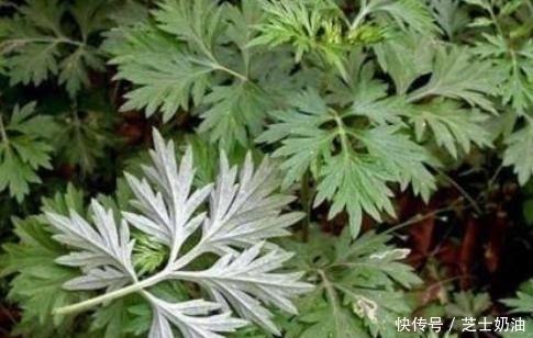 艾草煮水洗头，坚持半个月，身体发生神奇的变化，太好用了！