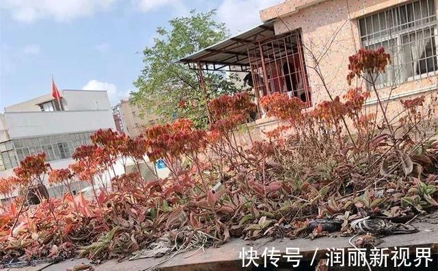 生物入侵|家庭养6种花“要当心”,容易出现“生物入侵”,天天起来要清理