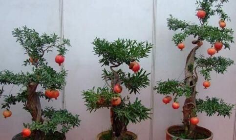 把这种水果籽埋土里，10天发芽成果树，红花特好看，果子长满枝！