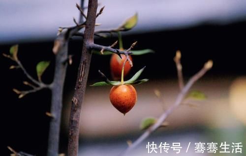 枝条|老鸦柿和金弹子不一样,做好修剪蟠扎,造型漂亮挂果多,比金弹子还要好看