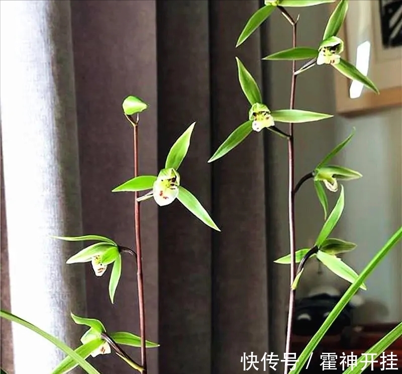 家种几株兰,香味一整年,花色绚丽多彩,上盆高雅,你家种了吗