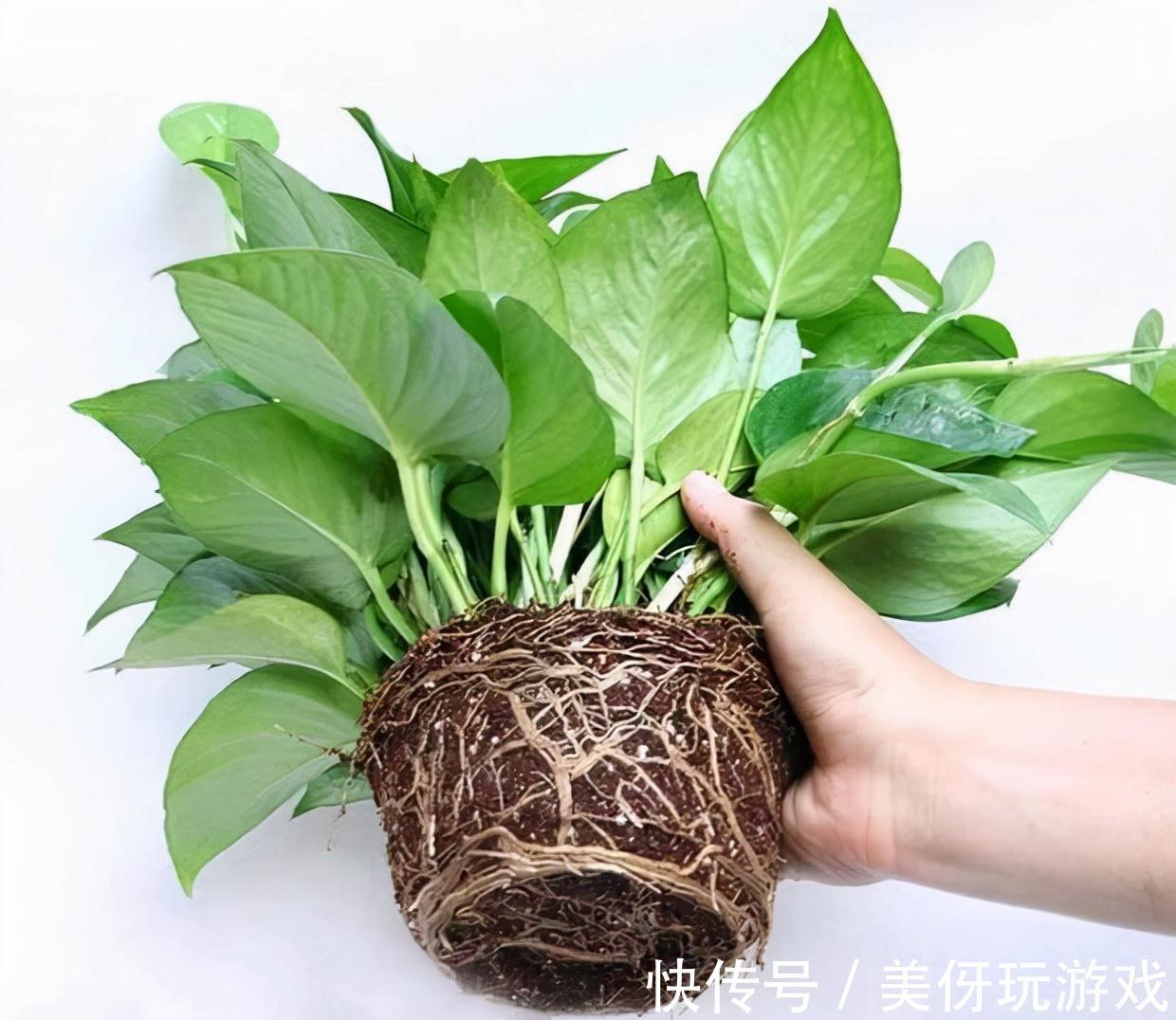 九死还魂草|9种养不死的花,绿萝只能排最后,再养不活就剁手吧