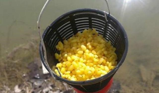 不打窝怎么钓好鱼?老司机直言:按我说的做,一支竿都钓不过来