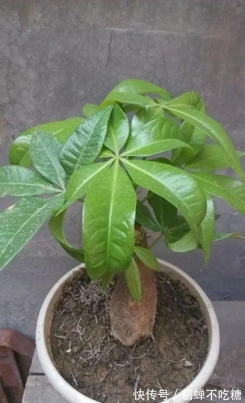 秋冬发财树怎么养?知道这4点就够了,保证枝繁叶茂