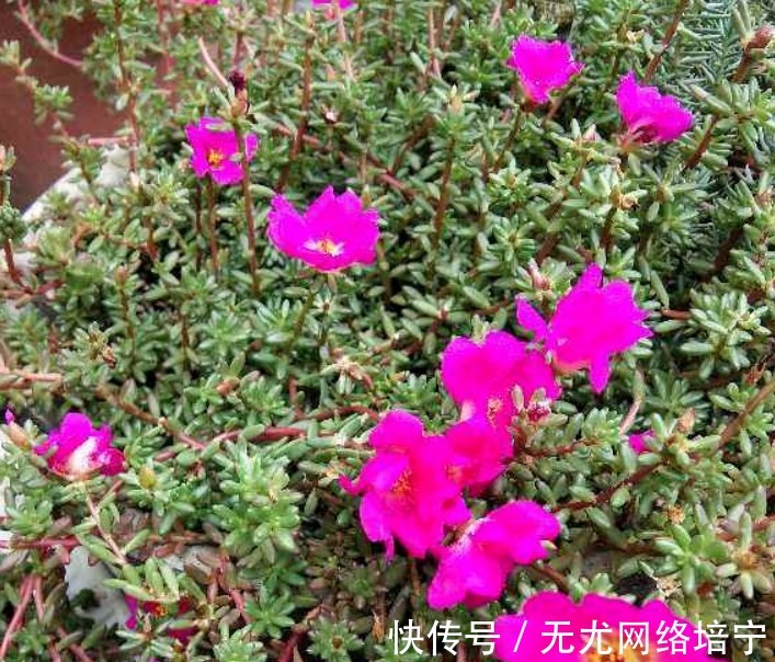 花卉|总觉得家里植物开花太少，可以试试这些花，开花量非常大