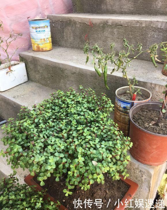 路边捡棵“小老桩”,回家浇点水,养了半个月,原来是盆金枝玉叶