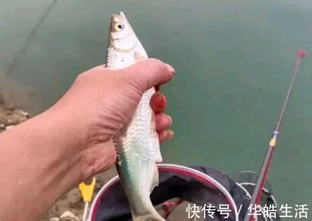 钓友|不怕杂鱼闹,就怕它不到!没有小杂鱼闹窝的野钓更要找原因