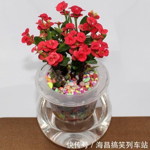 虎刺梅“有毒”，很多人还是养家里，原因只有你一点，看你知道吗