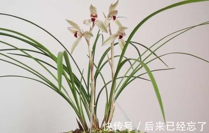 兰草促花有窍门,做好这5点,兰草花苞长得多,年年能开花