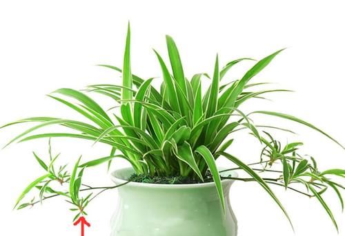 六种花卉能自动生根，插到土里就活，养护简单插扦更容易