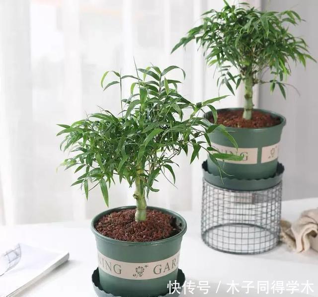 清新|一种“吉祥竹”,清新典雅寓意好,家里养几盆,旺财又守家
