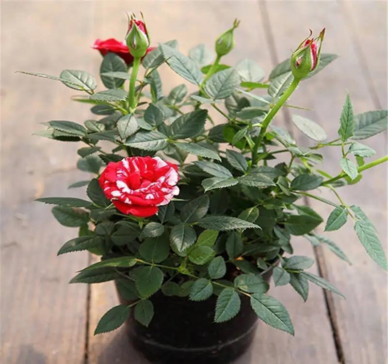 4种漂亮的“浓香”花，只可看不能闻，卧室养护更要避开