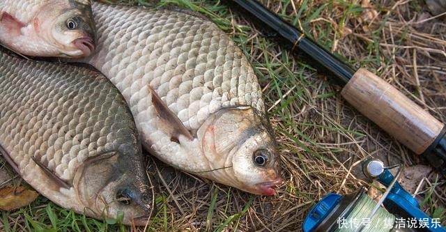 寒风|透析冬季筏竿钓鲫,直击作钓误区,给寒风中的自己增加点鱼获