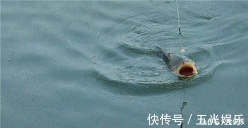 鱼竿|鲤鱼太狡猾不咬钩下次记得用上这招,它再狡猾也会忍不住咬钩