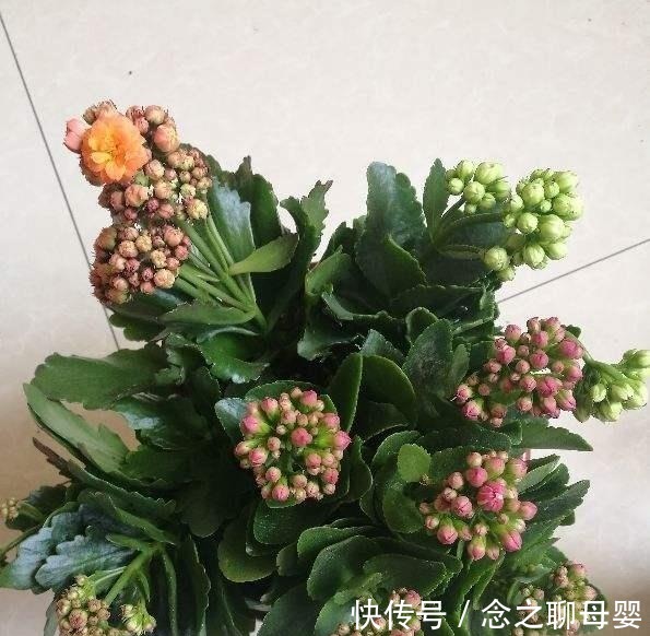 长寿花剪一刀,理个小平头,株型矮壮开花多