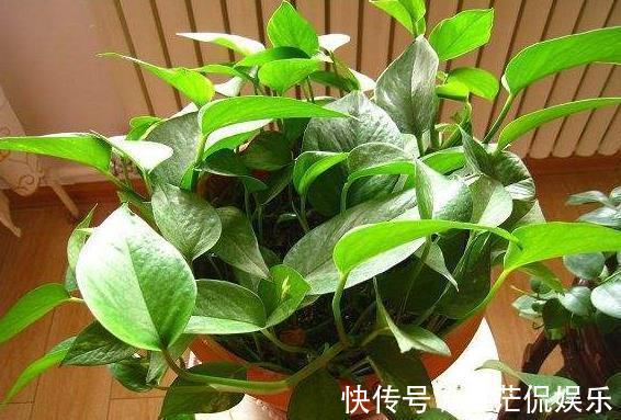 四季|绿萝喜欢“1种肥”，土里“挖个洞”，埋一点下去，叶片四季常绿