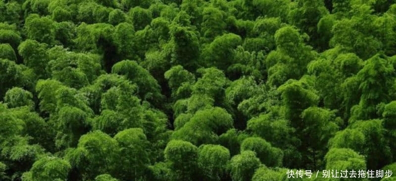 苏轼最俗气的一首诗,其中有两句还是至理名言,相信很多人都听过