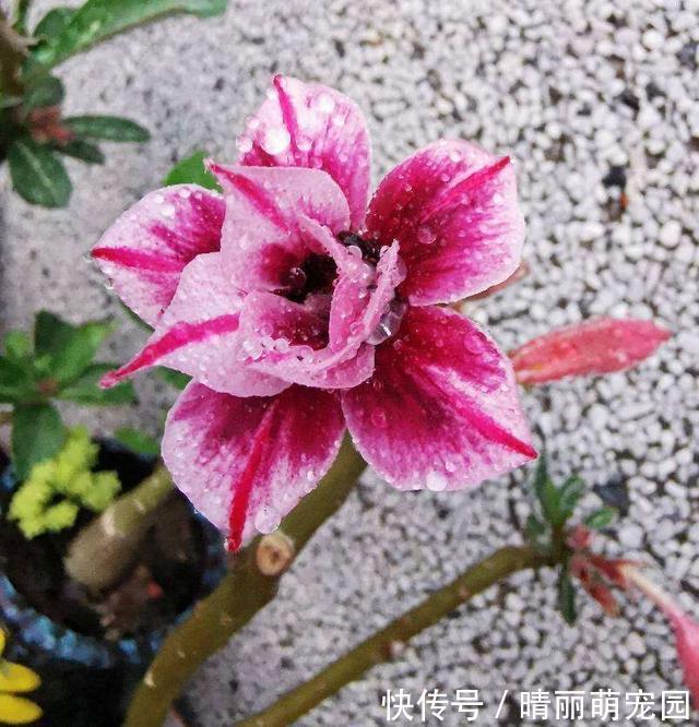 沙漠玫瑰|夏天3种植物，浇水越多死的越快，赶紧管住手