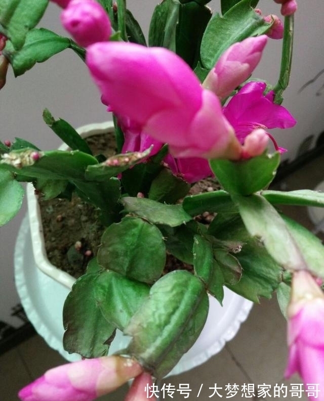 “花苞满头”的蟹爪兰有“5怕”，难怪总是掉花苞