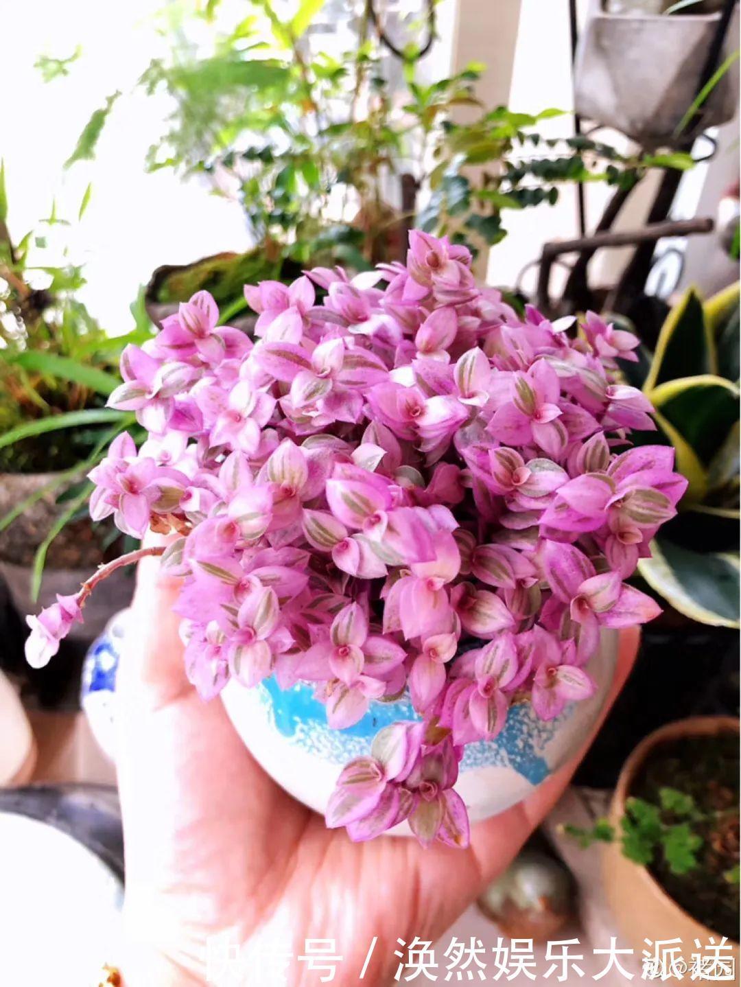 5种花真稀罕,叶子越晒越红彤彤,一盆能开20朵!