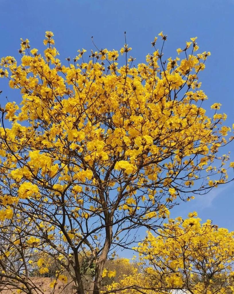 风铃花正如痴如醉 ，静待君赏