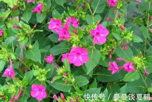 观赏价值|农村地里的“地雷花”，对女性有好处，活血调经，子宫越来越干净