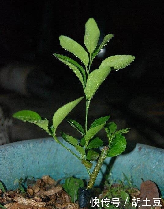 送给你实用的养花秘籍——盆栽柠檬的养护秘籍,简单实用花香四溢